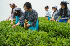 2025年英德红茶分析产值无望冲破亿元