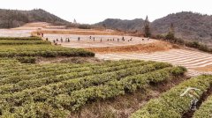 通过品种改良、茶园提质、手艺升